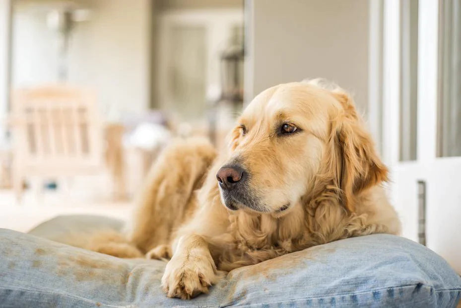 How to Manage Arthritis in Older Dogs