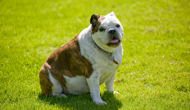 How to Help My Overweight Dog Lose Weight