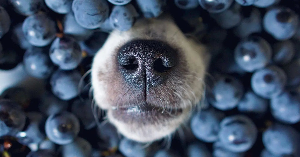 Can My Dog Eat Blueberries?