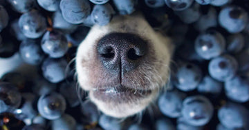 A dog with blueberries