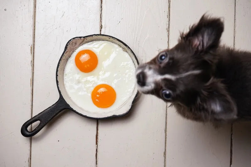 Can My Dog Eat Eggs?  Cracking Open the Facts on Canine Egg Consumption