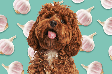 A dog with garlic