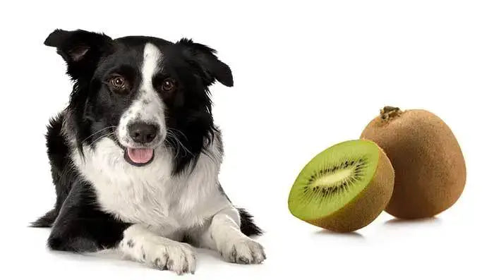 Can My Dog Eat Kiwi?