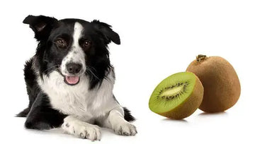 A dog and kiwi