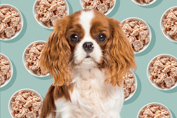 A dog and tuna