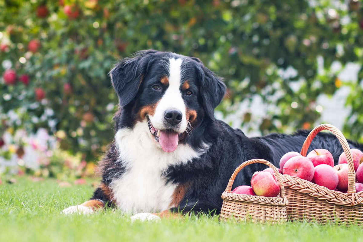 Can My Dog Eat Apples? A Comprehensive Guide to Fruity Treats for