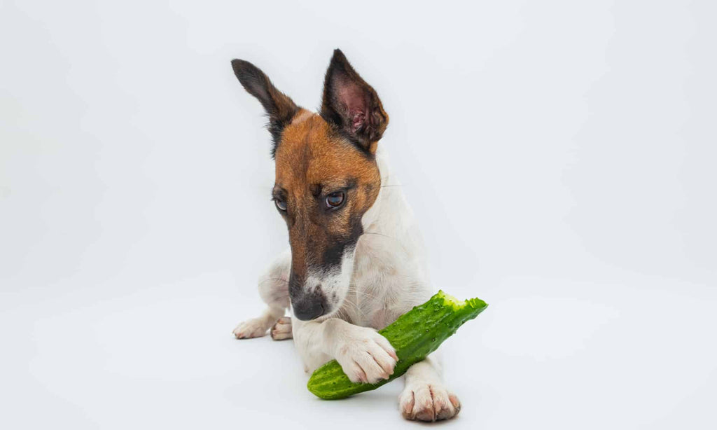 Can My Dog Eat Cucumbers? The Cool Crunch Revealed
