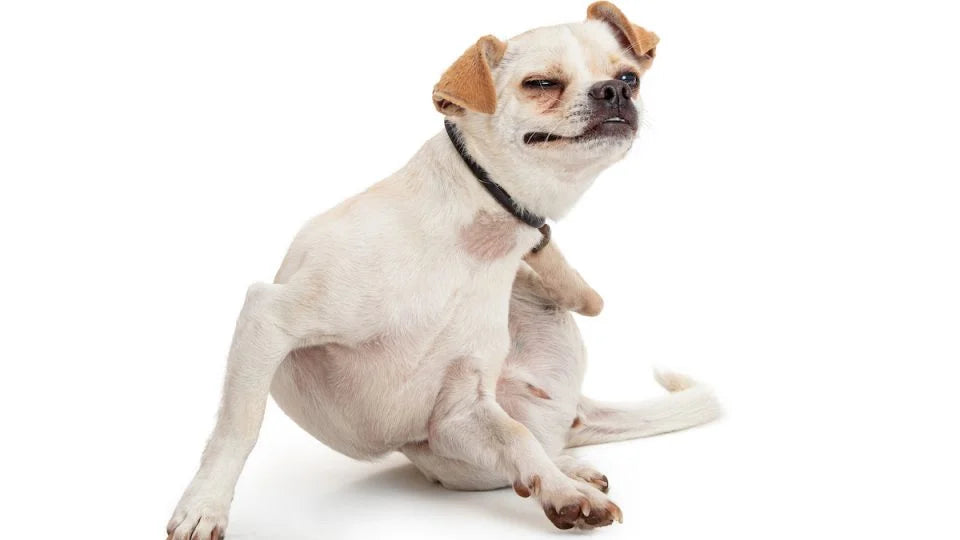 How to Identify Allergies in Dogs: A Comprehensive Guide