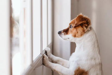 a dog at door web