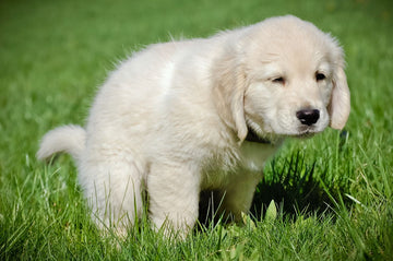 A dog is pooping