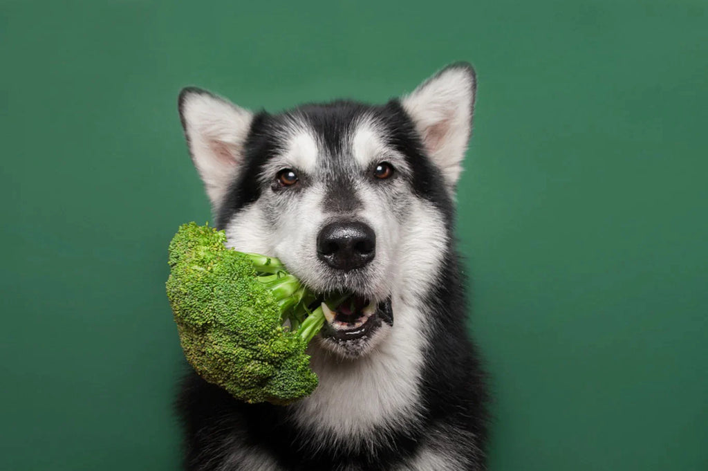 Can My Dog Eat Broccoli?  A Deep Dive into the Greens