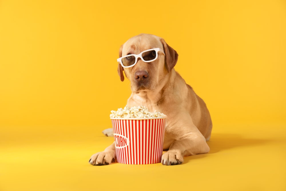 Can My Dog Eat Popcorn? Popping the Myths and Facts