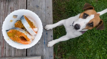 Dog next to bowl of salmon