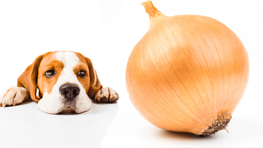 Can My Dog Eat Onions?