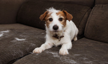 A dog is shedding