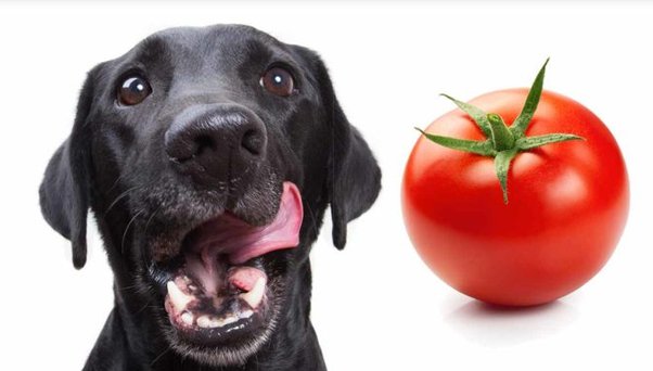 Can My Dog Eat Tomatoes?  Slicing Through the Myths and Facts