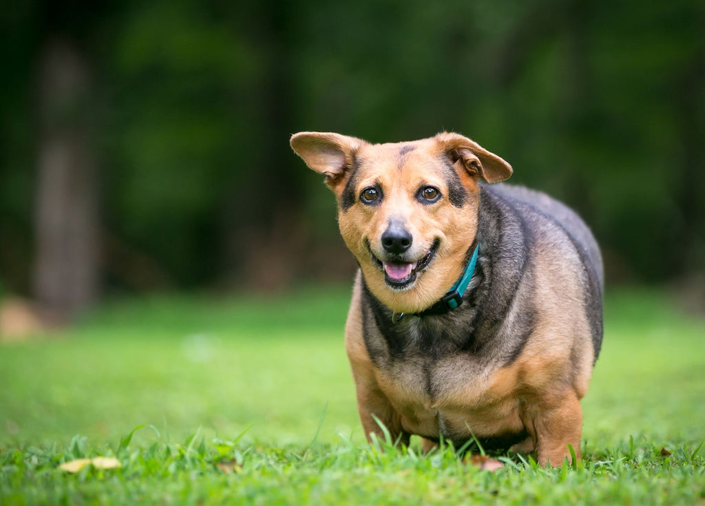 What Should I Feed My Diabetic Dog?