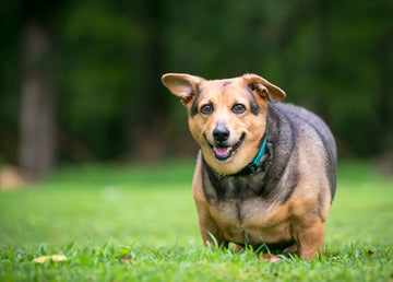 Obese dog