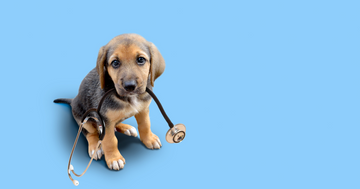 A dog with insurance