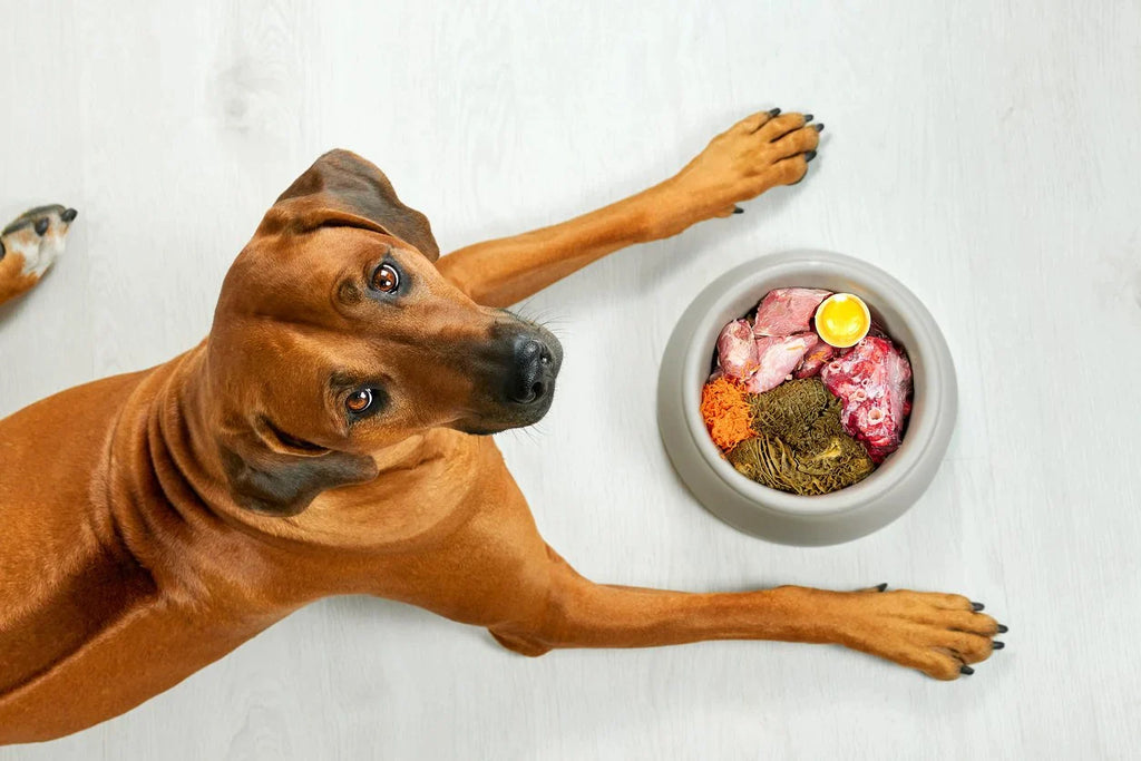 Is Raw Food Diet Safe for Dogs?
