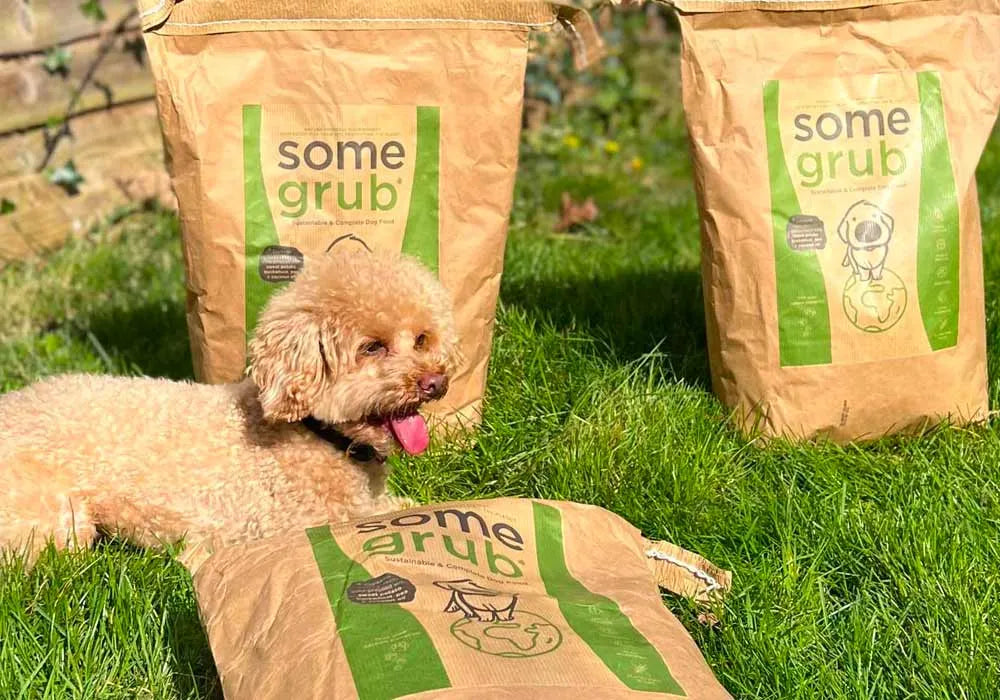 Five amazing probiotics to boost your dog’s health