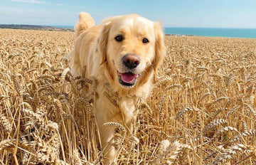 Dog in the field