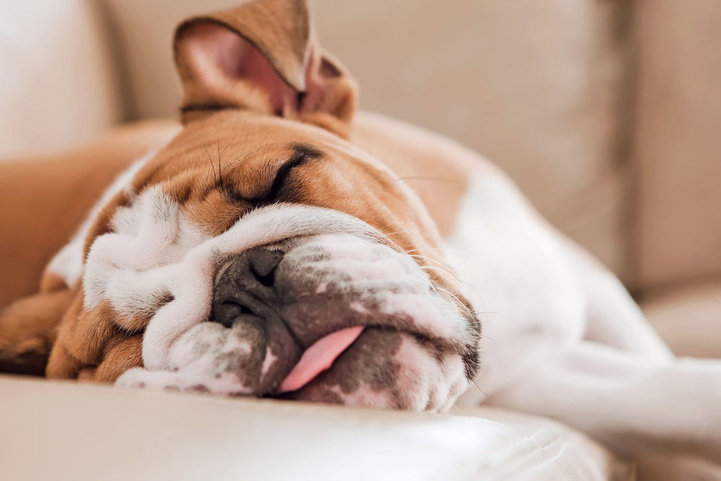 Why is My Dog Always Tired? Decoding Canine Lethargy