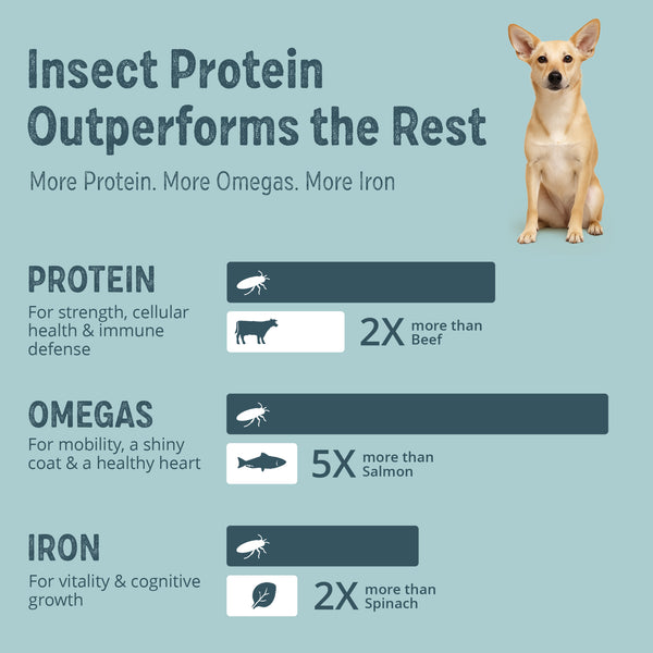 Calming Carob and Orange Dog Treats