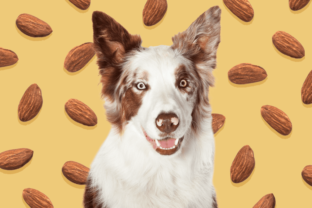 Can My Dog Eat Almonds?  Crunching Down on the Facts