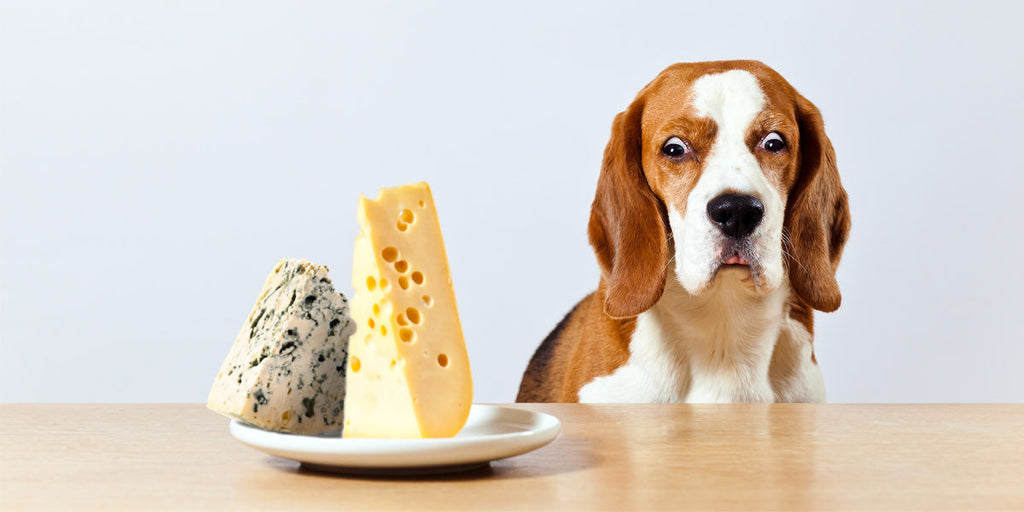 Can My Dog Eat Cheese?