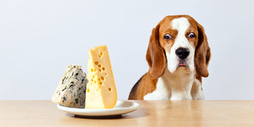 A dog looking at the cheese