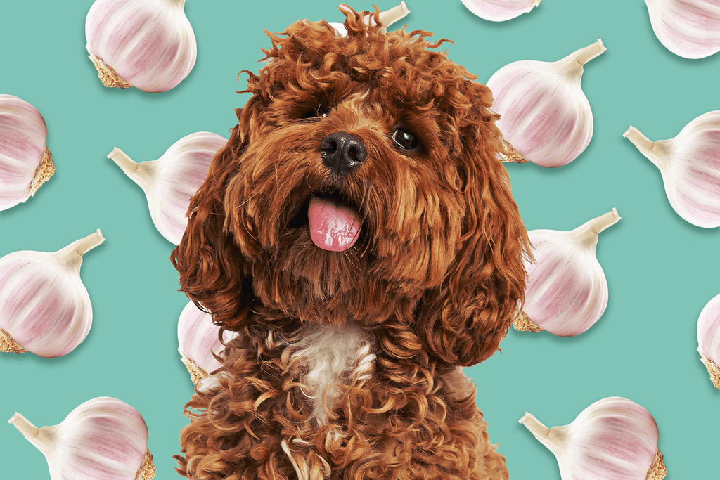 Can My Dog Eat Garlic?