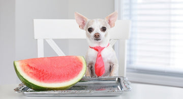 Can My Dog Eat Watermelon?  A Juicy Dive into Canine Consumption