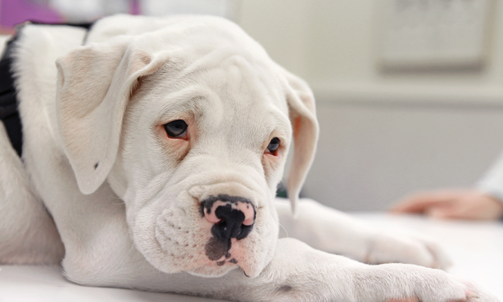 What is Canine Parvovirus and How to Prevent It