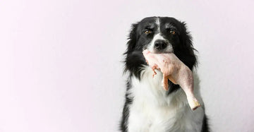 A dog biting a chicken