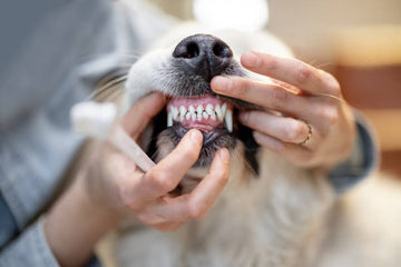 Dogs dental care