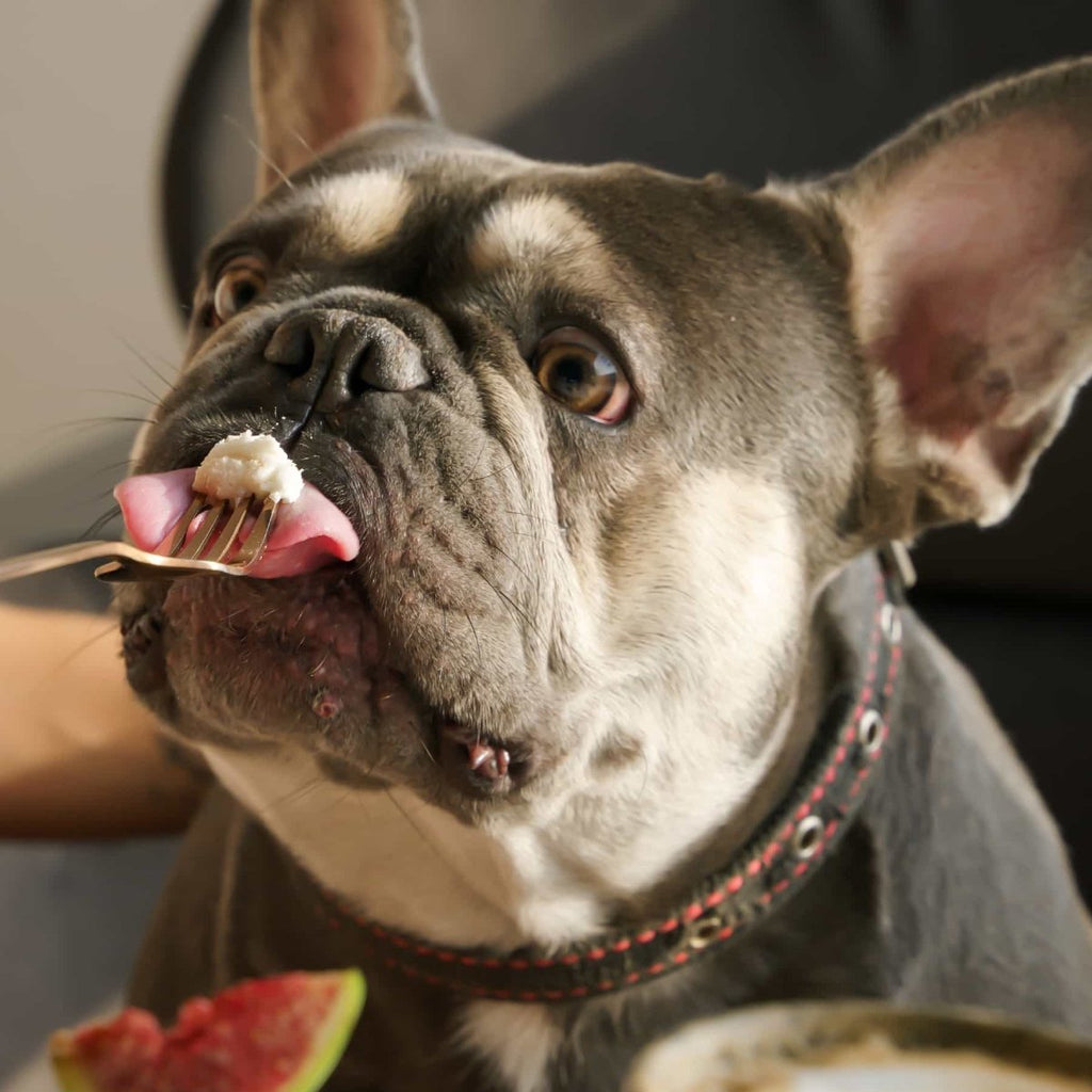 Is My Dog Allergic to Fish? Unraveling Canine Dietary Sensitivities