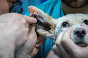 dog's ear checked by a vet