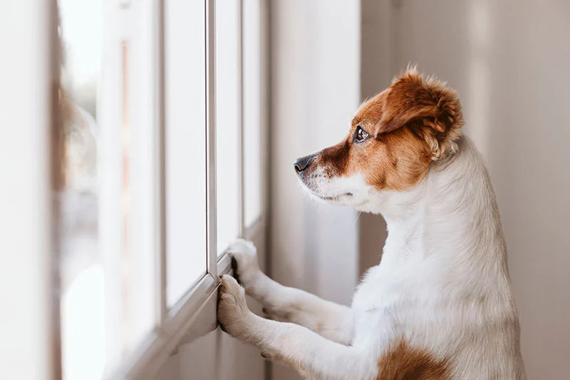 How to Introduce a New Dog to Your Home