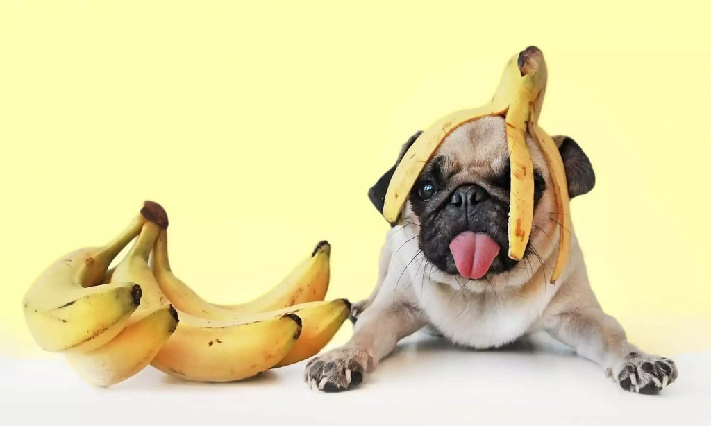 Can My Dog Eat Bananas? Peeling Back the Truth on Canine Fruit Consumption