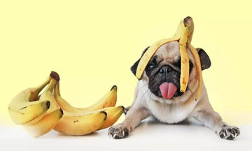A dog with bananas