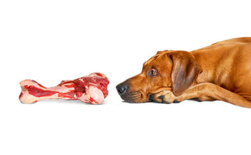Is My Dog Allergic to Beef? A Deep Dive into Canine Food Allergies