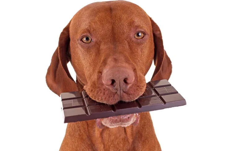 Can Dogs Eat Chocolate? No. Here's What the Dose Really Means