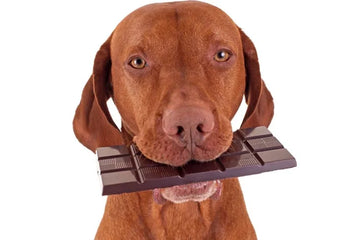 Can My Dog Eat Chocolate?  Unwrapping the Facts on Canine Cocoa Consumption
