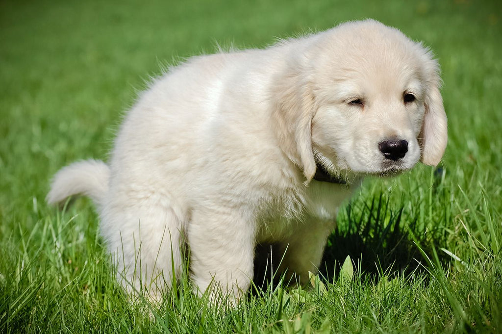 What to Do When Your Dog is Constipated