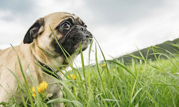 A dog eating grass