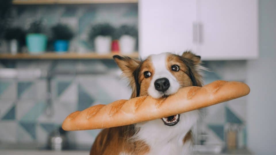 Dog ate bread hotsell