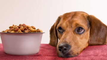 little dog looks at dry food in bowl