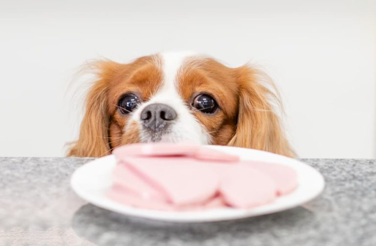 Can My Dog Eat Ham?