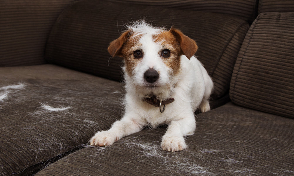 Why is My Dog Shedding So Much?